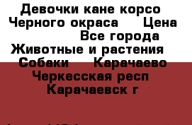 Девочки кане корсо. Черного окраса.  › Цена ­ 65 000 - Все города Животные и растения » Собаки   . Карачаево-Черкесская респ.,Карачаевск г.